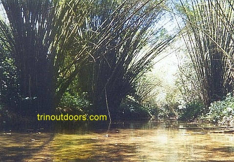 bamboo alley blanchissuesse.jpg (60611 bytes)
