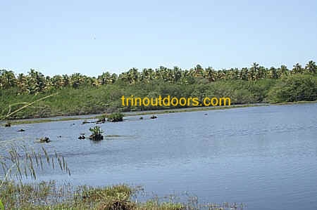 kayaking cedros trinidad open swamp and marsh.jpg (62409 bytes)