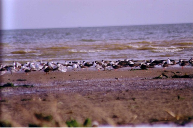 mucarapo mudflats flock.jpg (617141 bytes)